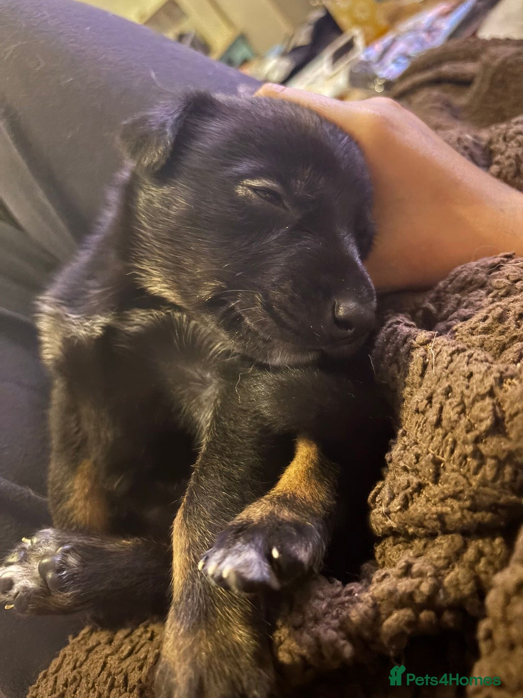Mixed Breed dogs for sale: Lurcher x German Shepard puppies forsale - Image 14