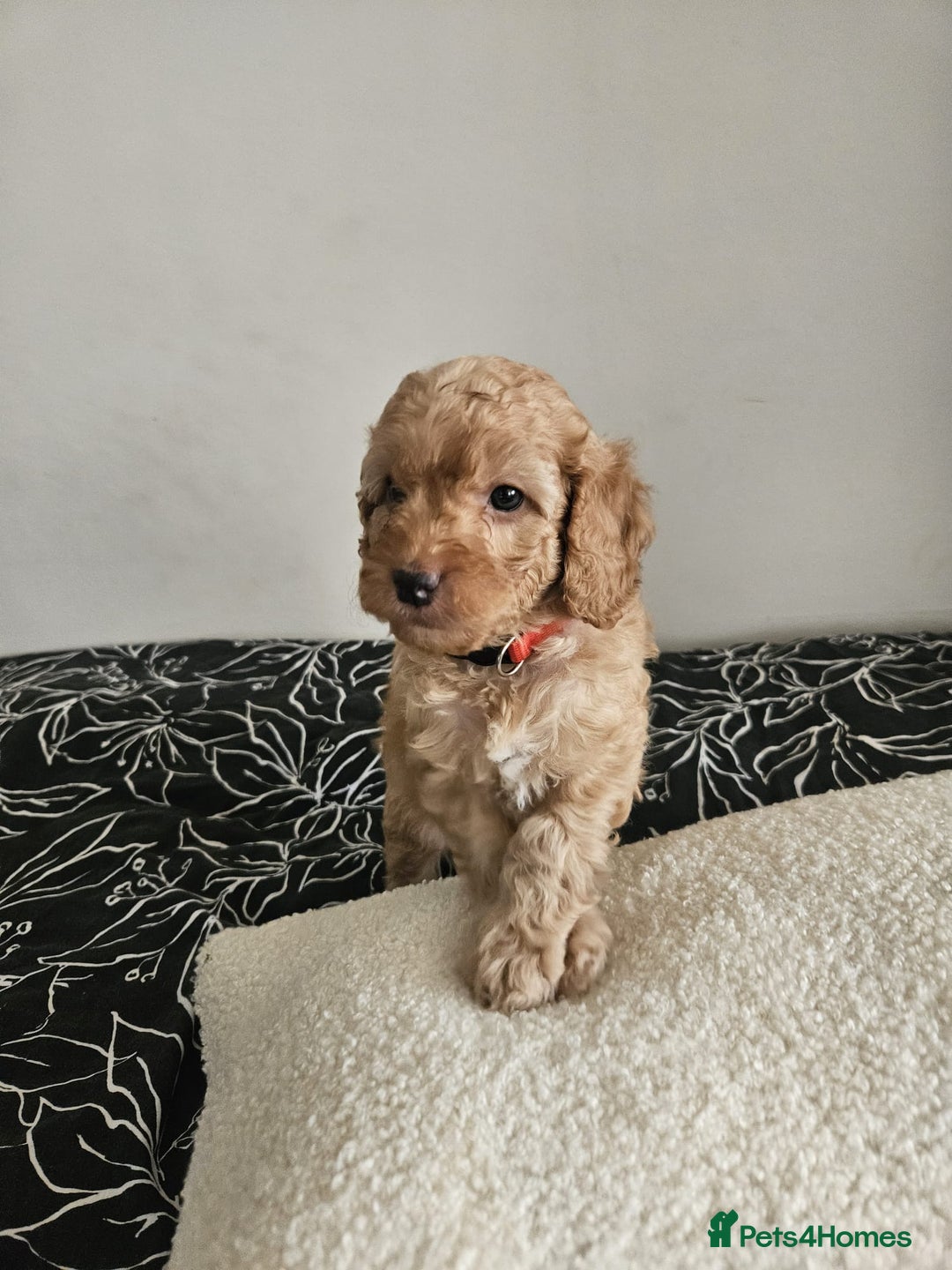 Cockapoo dogs for sale: Gorgeous cockapoo puppies, 2 boys and 2 girls - Advert 7