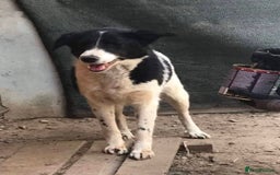 Mixed Breed dogs for adoption: Meet Sarah, currently residing in Essex  - Advert 8