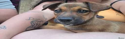 Mixed Breed dogs for sale: 10 week old pup - Advert 2