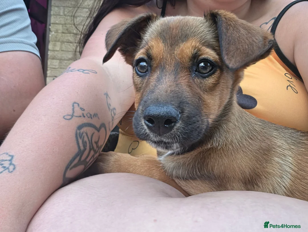 Mixed Breed dogs for sale: 10 week old pup - Advert 2