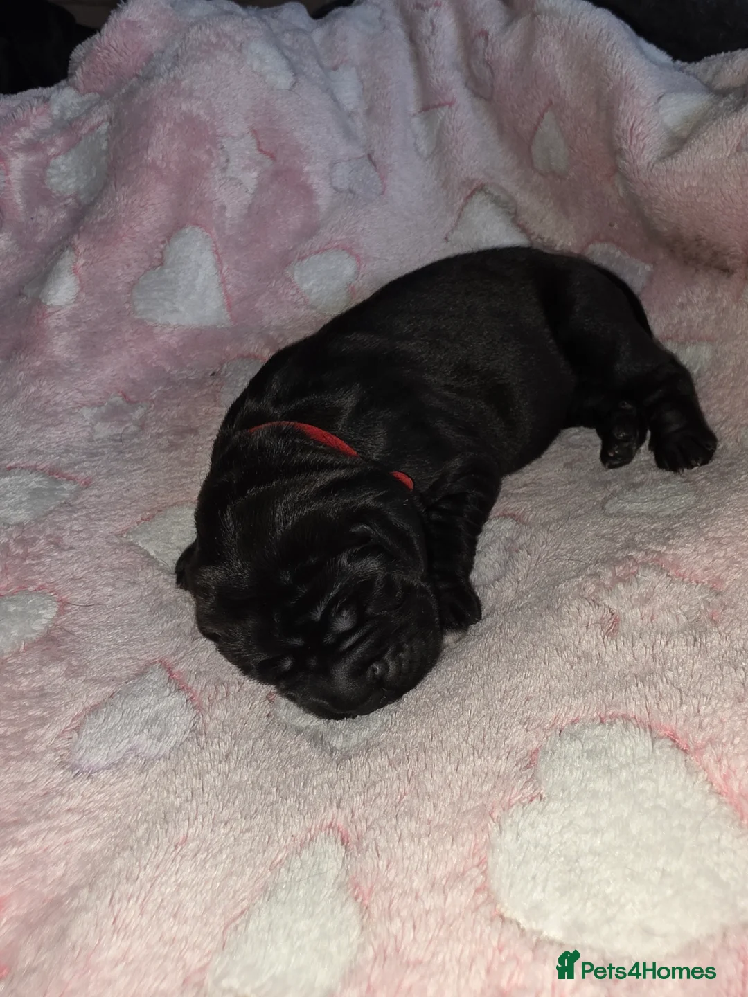 Cane Corso dogs for sale: Cane corso puppies - Advert 8