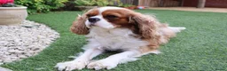 Cavalier King Charles Spaniel dogs for sale: Skye: Fully Trained Pedigree Cavalier - Kind Girl - Advert 5