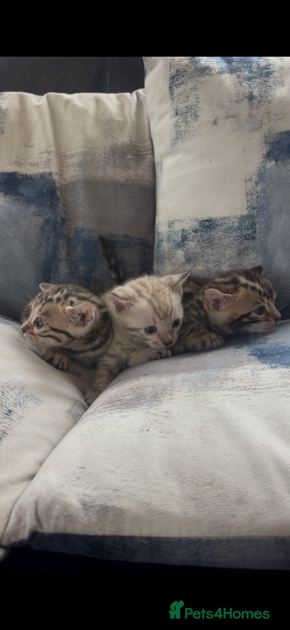 Bengal cats Perfect Bengal kittens  - Advert 6
