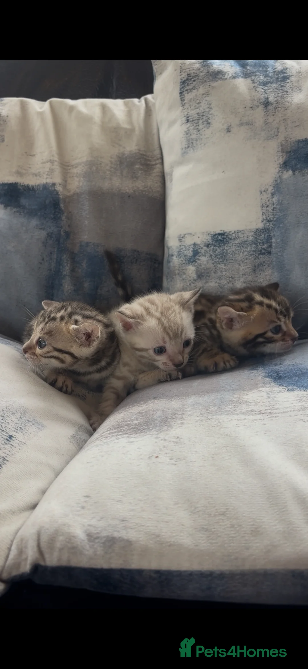Bengal cats for sale: Perfect Bengal kittens  - Advert 2