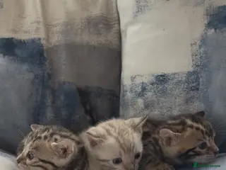 Bengal cats Perfect Bengal kittens - Advert 1