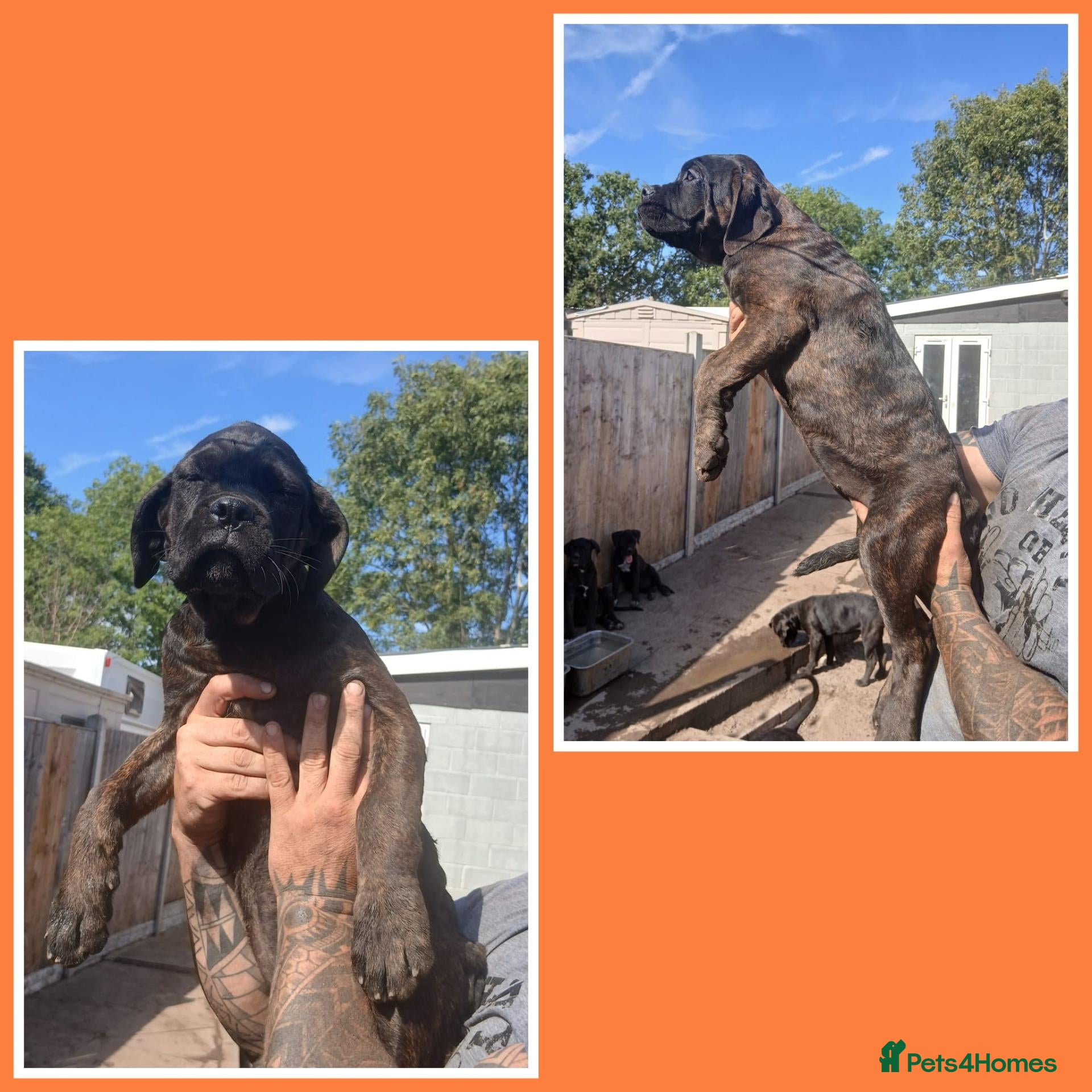 Cane Corso dogs Last 2 females left  - Advert 15
