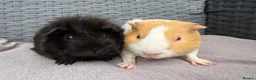 Guinea Pig rodents for sale: Sows and Trio of Boars  - Advert 3