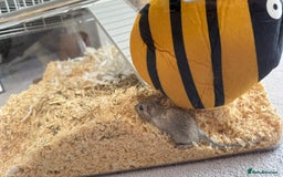 Gerbil rodents for sale: Gerbils needing a new home - Image 3