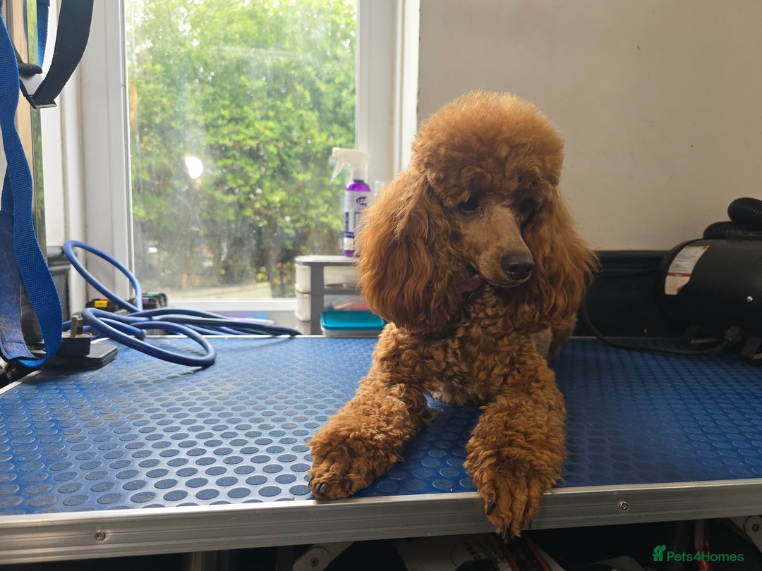 Toy Poodle dogs for sale: Stunning red female poodle  - Image 3