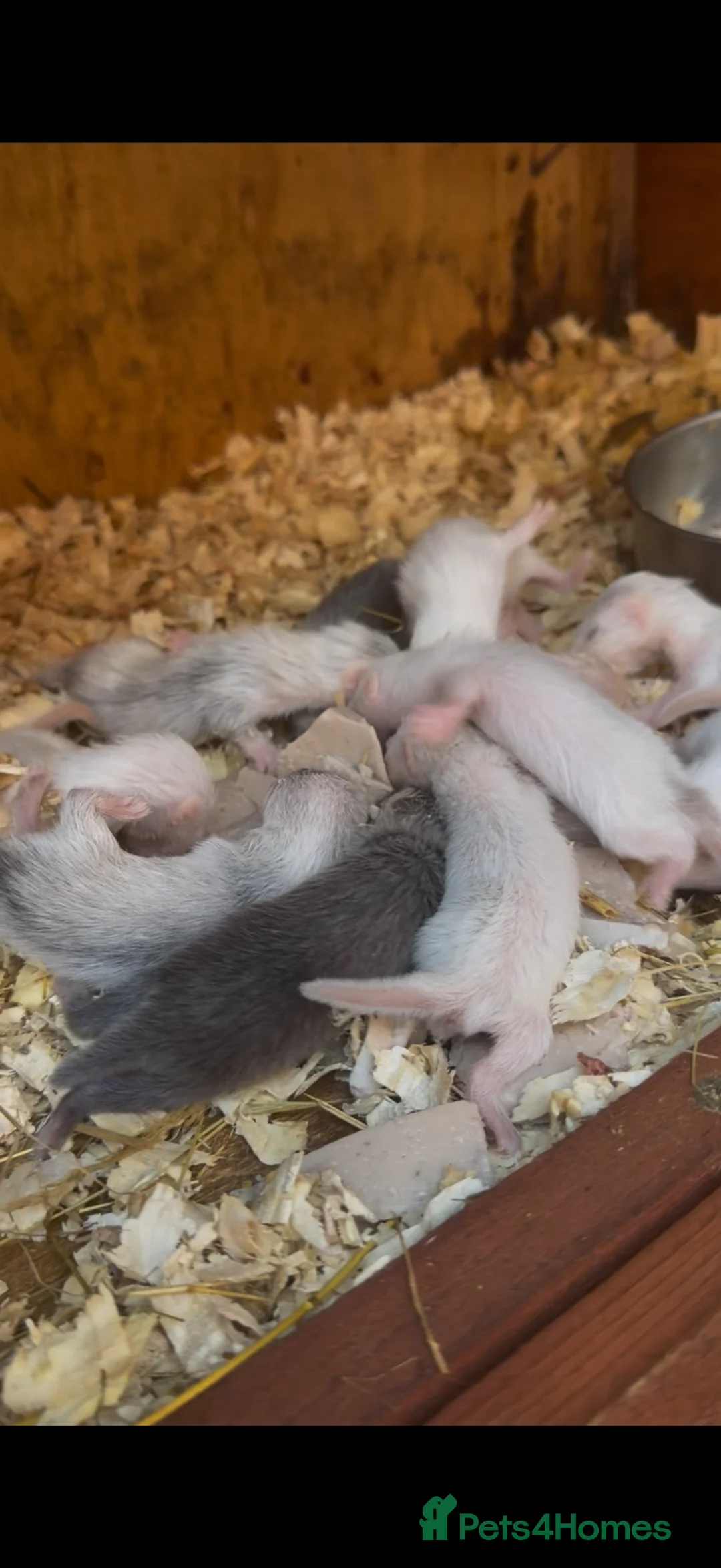 Ferret rodents for sale: Baby ferrets for sale  in Leominster - Advert 1