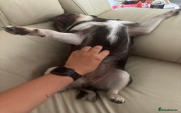 Pug dogs for sale: Chocolate pug for sale - Image 3
