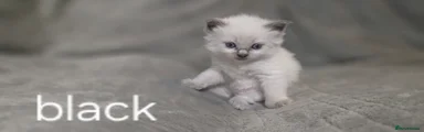 Ragdoll Kitten 1