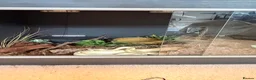 Python Snake reptiles for sale: ball python + full setup  - Advert 4