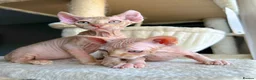 Sphynx cats for sale: Champion sphynx kittens  - Advert 2