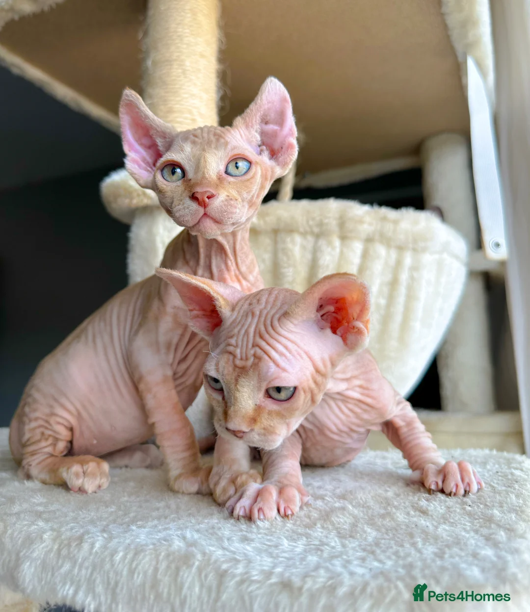 Sphynx cats for sale: Champion sphynx kittens  - Advert 2