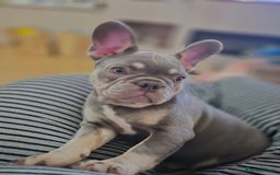 French Bulldog dogs for sale: 🐾 Girl French Bulldog [15 Weeks Old] 🐾  - Image 2