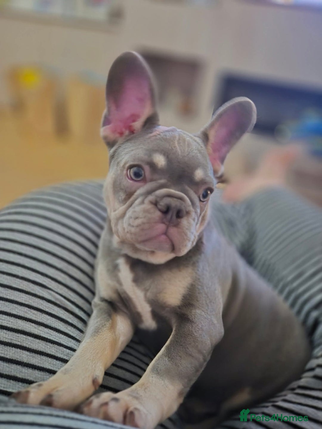 French Bulldog dogs for sale: 🐾 Girl French Bulldog [15 Weeks Old] 🐾  - Image 2