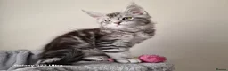 Maine Coon cats for sale: Licensed breeder-maine coon kittens - Advert 20