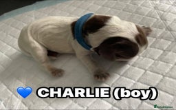 Cocker Spaniel dogs for sale: Stunning Blue/Liver Roan Cocker Spaniels Puppies  - Image 16