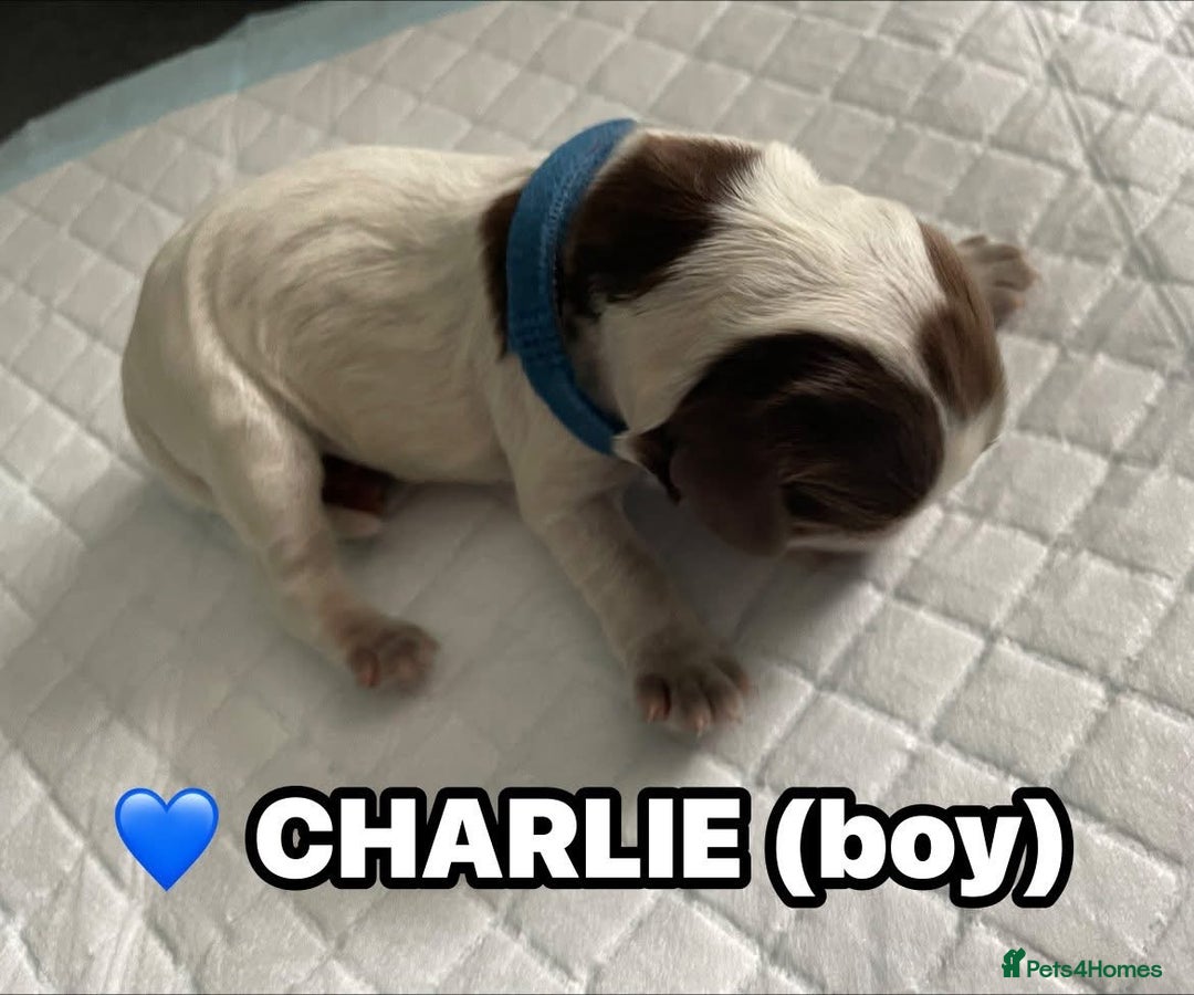 Cocker Spaniel dogs for sale: Stunning Blue/Liver Roan Cocker Spaniels Puppies  - Image 16
