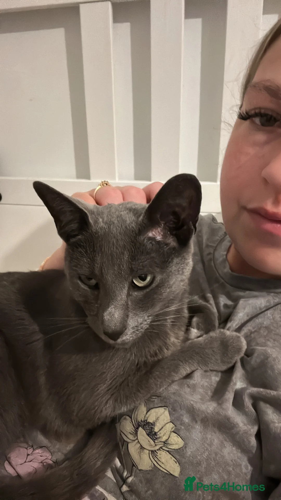Russian Blue cats for sale: New home needed  - Advert 2