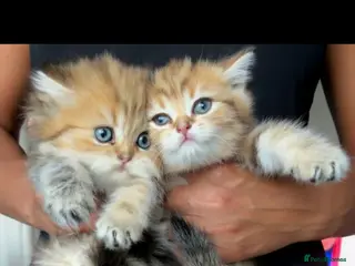 British Shorthair cats Bsh GOLDEN Chunky Kittens🐱 - Advert 4