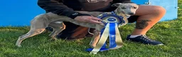 Whippet dogs for sale: Stunning litter of whippets  - Advert 4