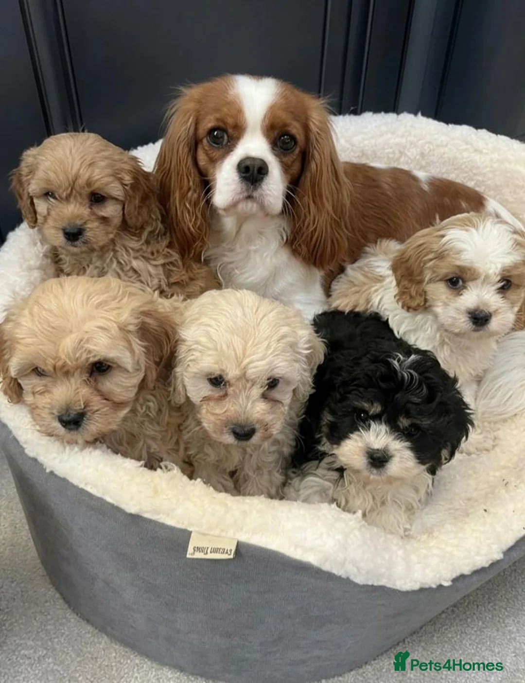 Cavapoo dogs for sale: Cavapoo puppy's  in Coventry - Advert 1
