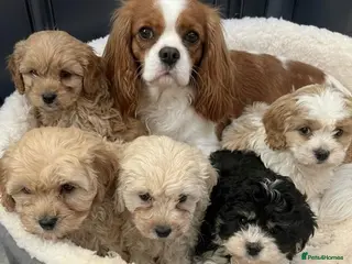 Cavapoo dogs Cavapoo puppy's - Advert 5