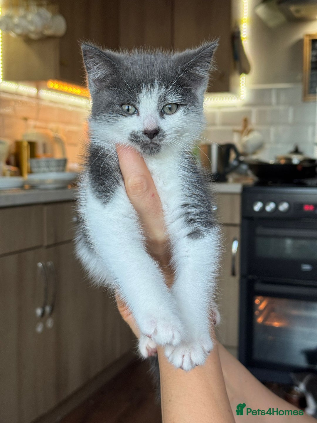 Mixed Breed cats for sale: Young kittens looking for loving homes - Advert 11