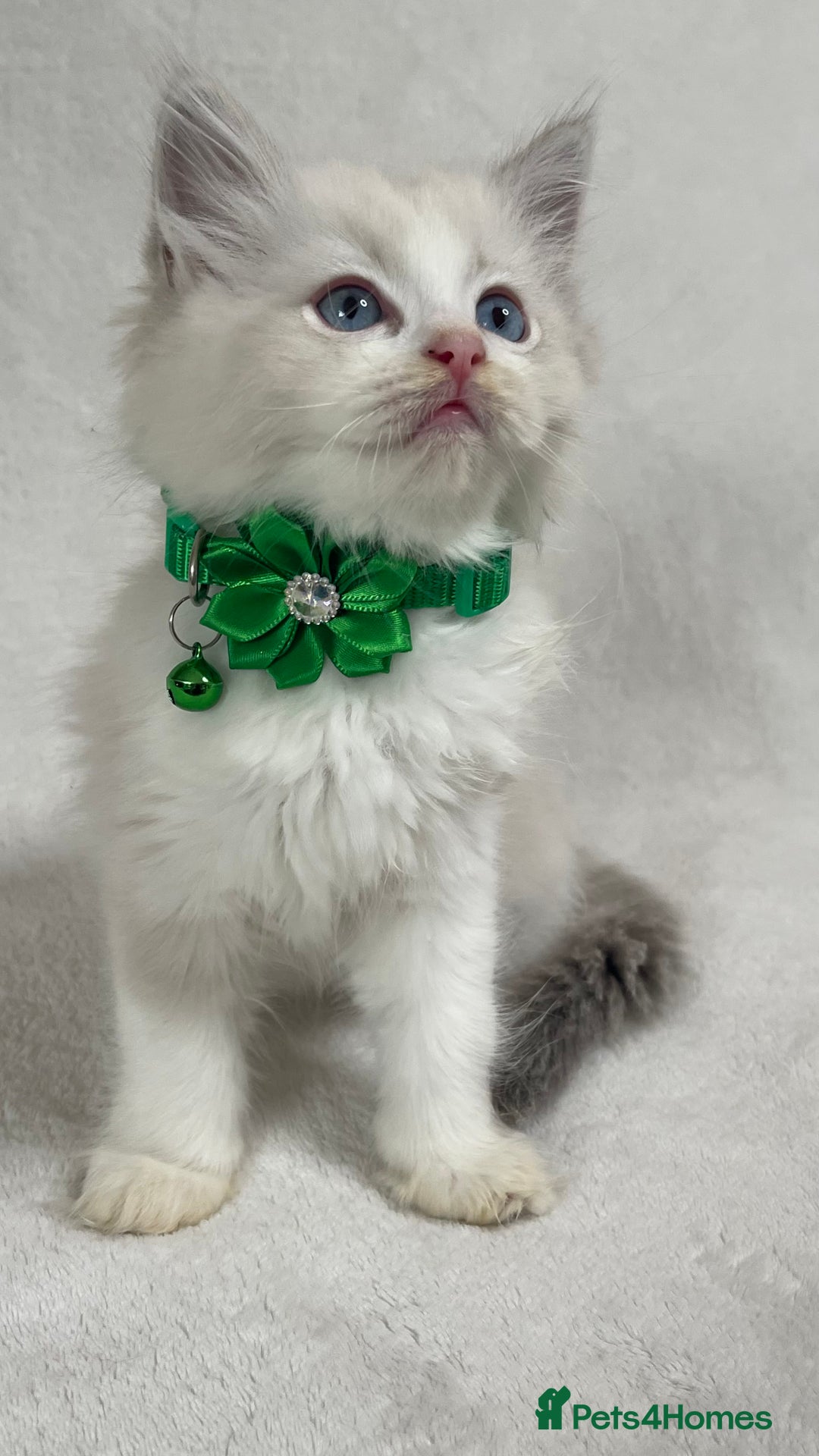 Ragdoll cats for sale: 🌟 Stunning TICA Ragdoll Kittens – Ready Now! - Advert 19