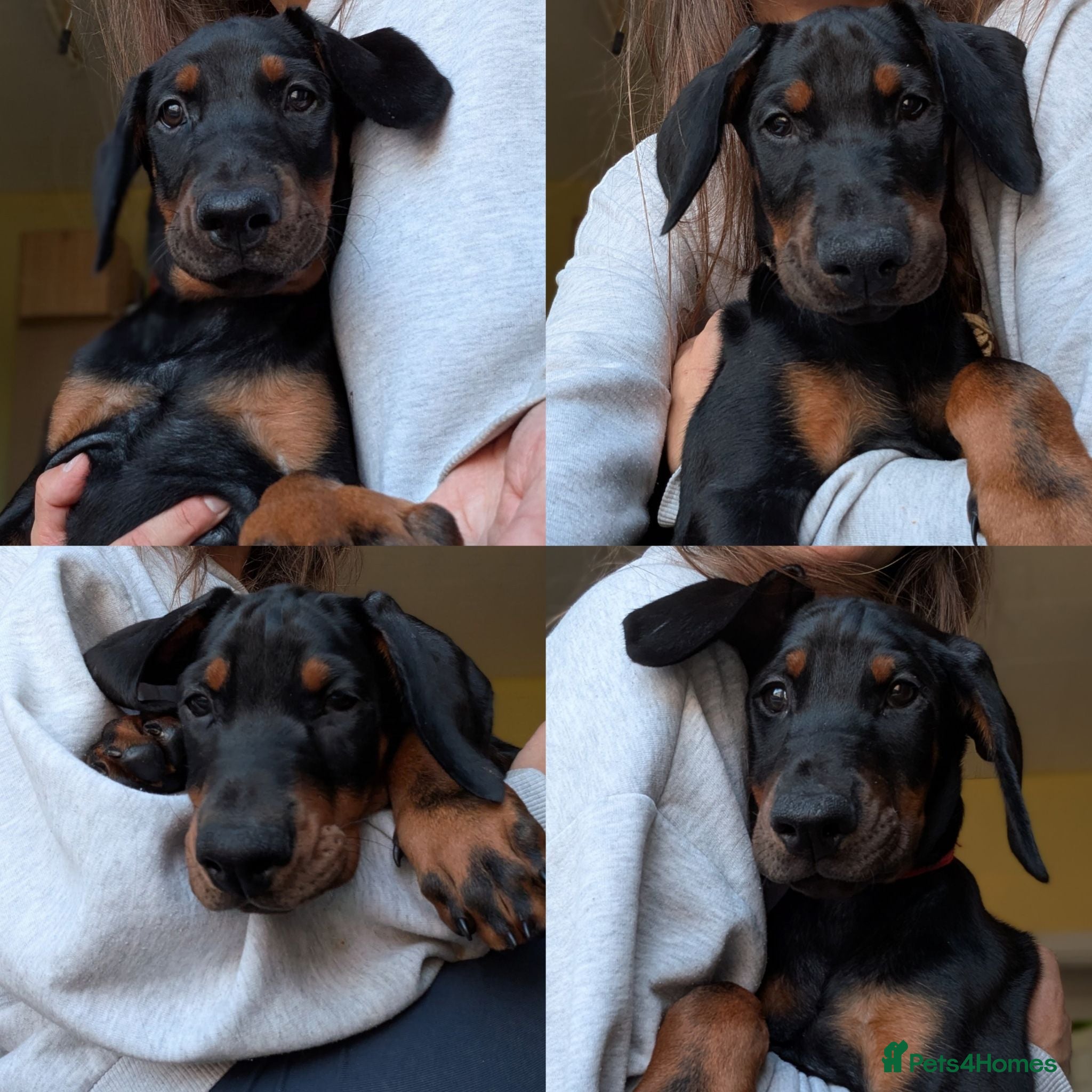 Dobermann dogs Available for new homes!KC✅vaccination✅ microchip✅ - Advert 5