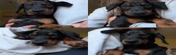 Dobermann dogs for sale: Ready for new homes today!Vaccination✅ microchip✅ - Advert 5