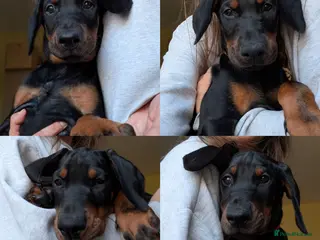 Dobermann dogs Available for new homes!KC✅vaccination✅ microchip✅ - Advert 5