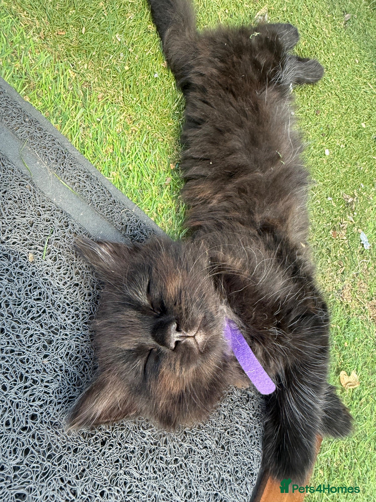 Mixed Breed cats One boy and one girl left - Longhaired, Kittens - Advert 2