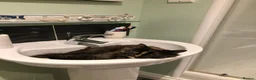 British Longhair cats for sale: Female cat looking for a new home! in Spalding - Advert 4