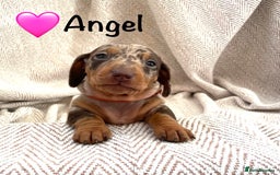 Miniature Dachshund dogs for sale: 8 MINIATURE DACHSHUNDS - Advert 22