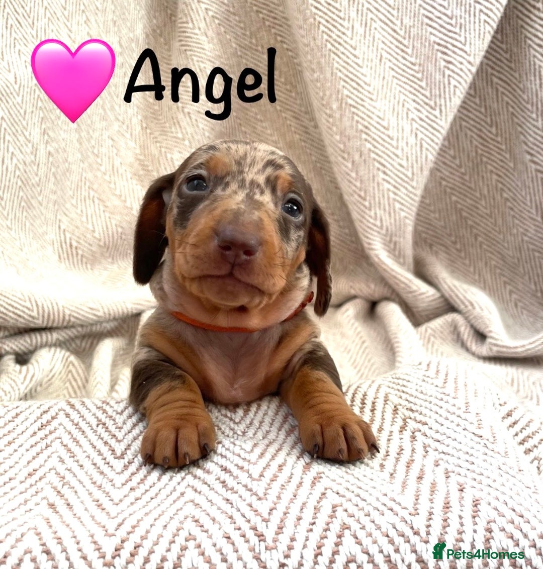 Miniature Dachshund dogs for sale: 8 MINIATURE DACHSHUNDS - Advert 22