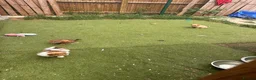 Mixed Breed dogs for sale: Chihuahua x terrier puppies for sale - Advert 12