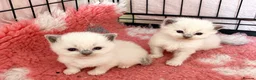 Ragdoll cats for sale: Gccf ragdoll babies - Advert 1