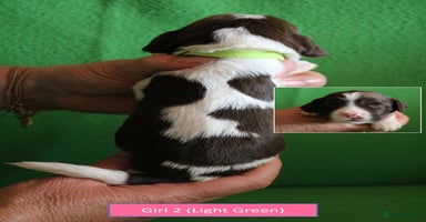 English Springer Spaniel dogs - Advert 12