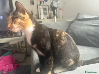 Mixed Breed cats Whisky - Advert 1