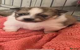 Mixed Breed dogs for sale: Jack Russel cross Pomeranian  - Image 1