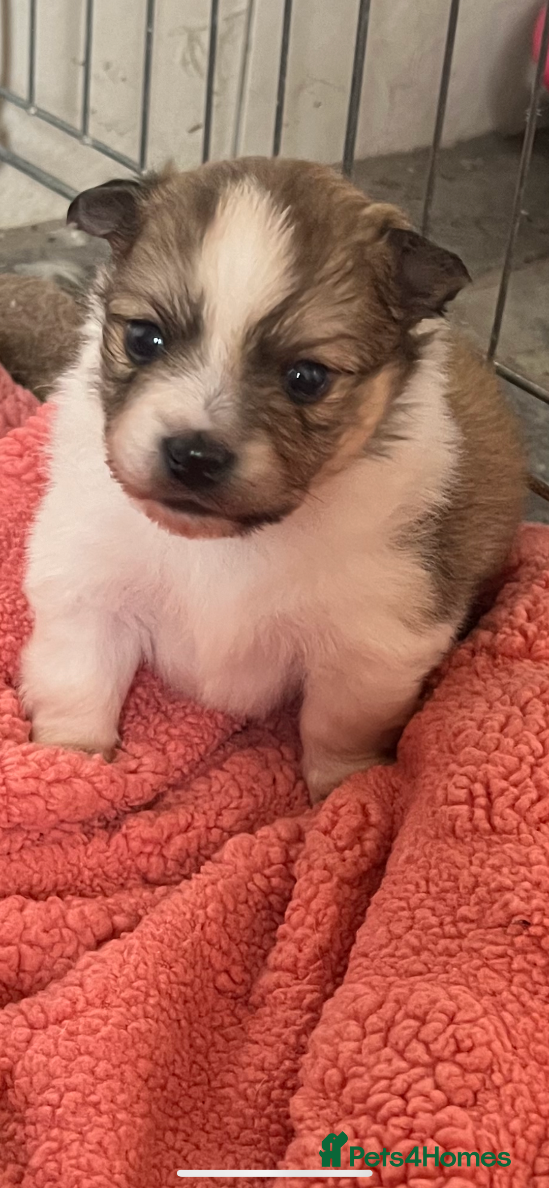Mixed Breed dogs for sale: Jack Russel cross Pomeranian  - Image 1