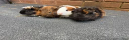 Guinea Pig rodents for sale: Beautiful Baby  Guinea pigs  - Advert 13