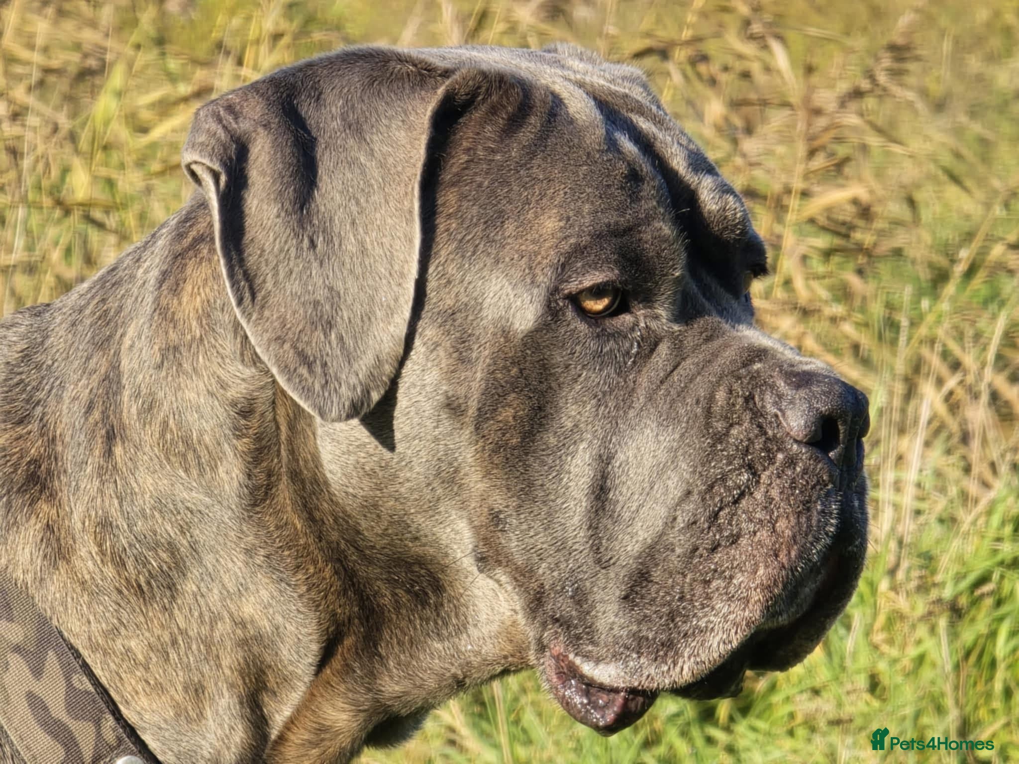 Cane Corso dogs Purebred Cane Corso  - Advert 6