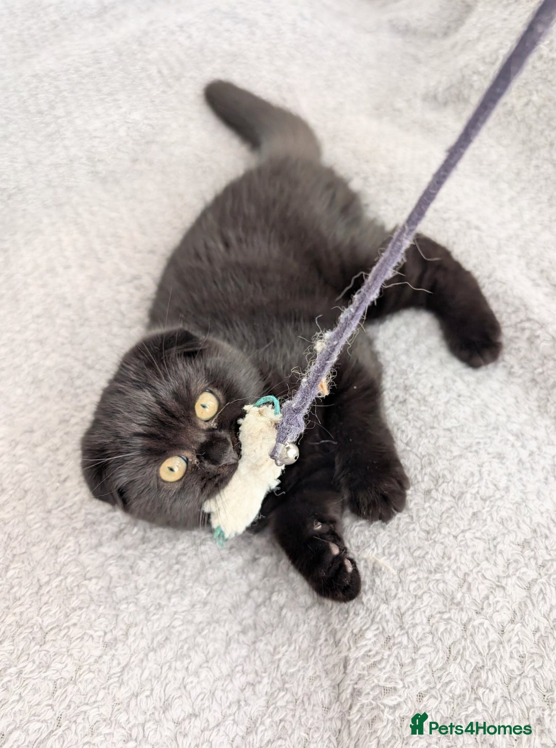 Scottish Fold cats for sale: 3 kittens are looking for new home 🏡 - Image 8