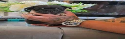 French Bulldog dogs for sale: KC reg Frenchbulldogs😍❤️ - Advert 17