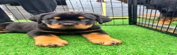 Rottweiler dogs for sale: 2 amazing KC registered rottweiler puppies left - Advert 14
